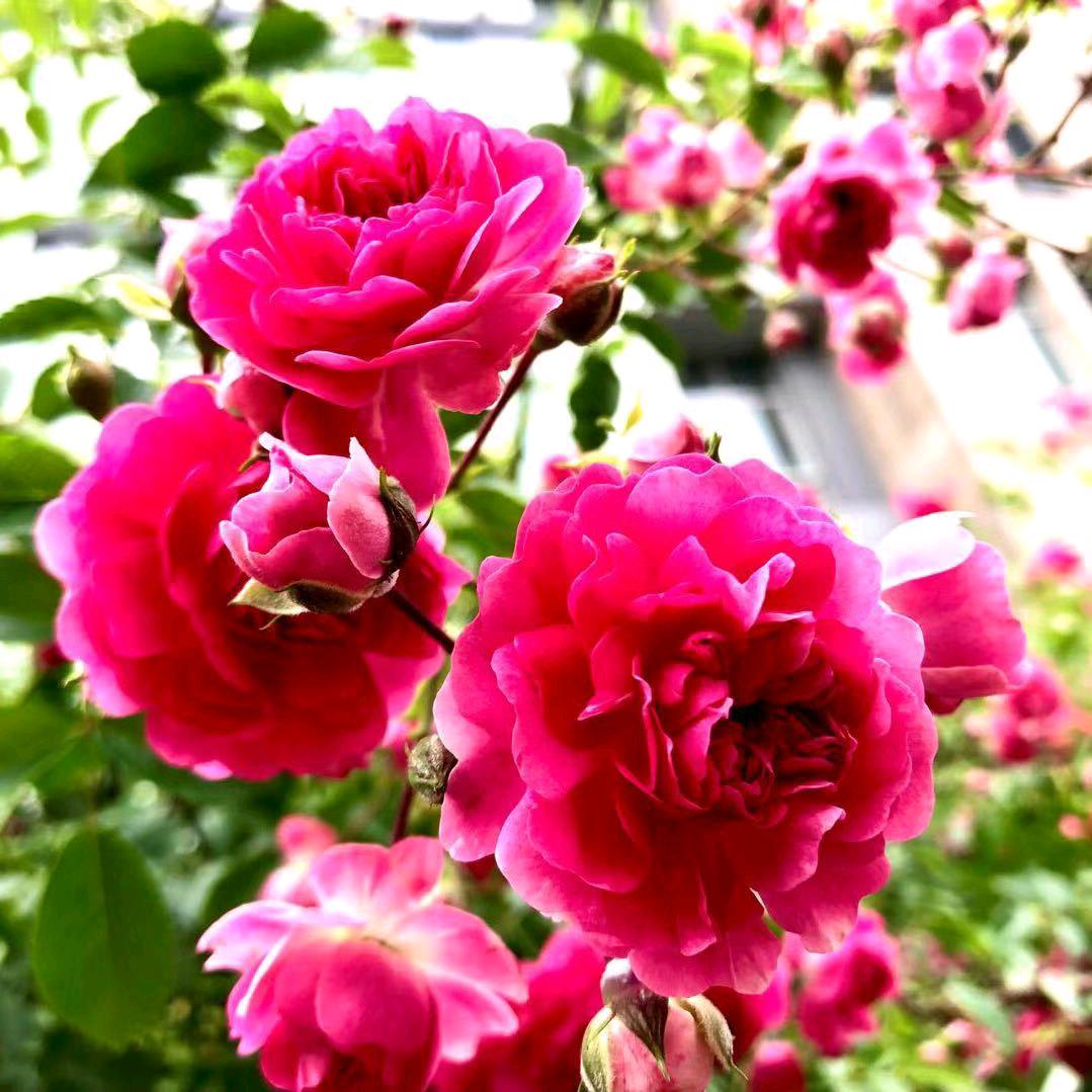 🌹🌹红玫瑰🌹🌹