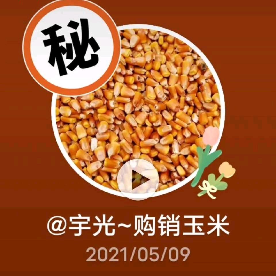 平遥，宇光～购销玉米，！