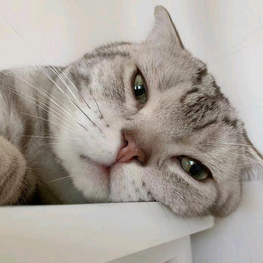 李哥不想練琴.