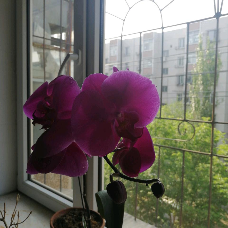 用户1876687453896一花一世界