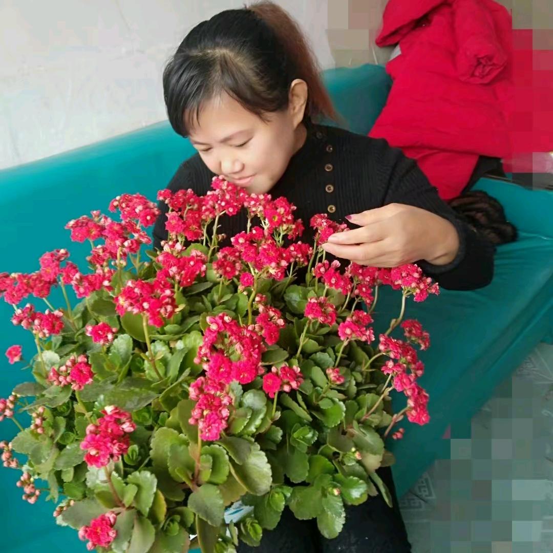 家有长寿花