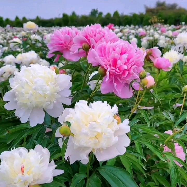 万事如意🌹