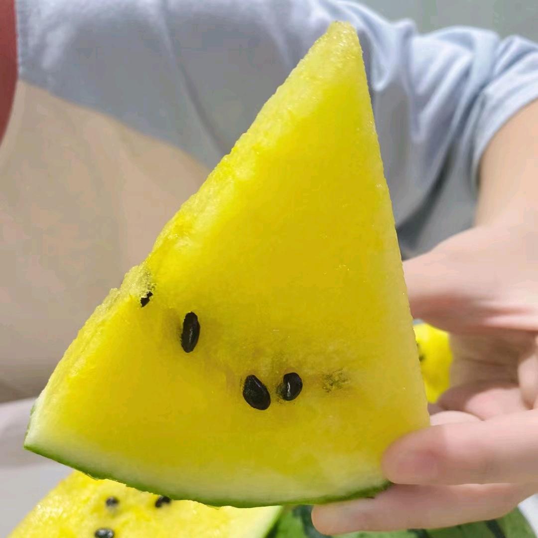 上海金山小皇冠西瓜种植基地