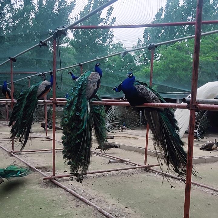 珍禽养殖基地