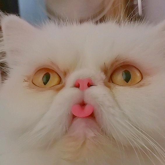 🐠痴🐠醉