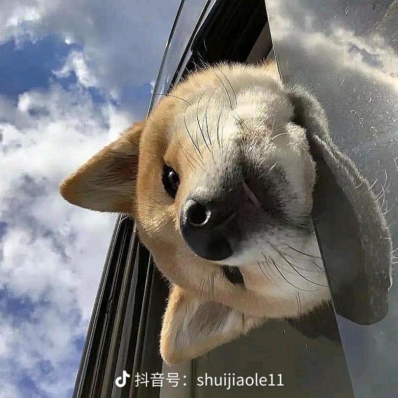 小次老，头像
