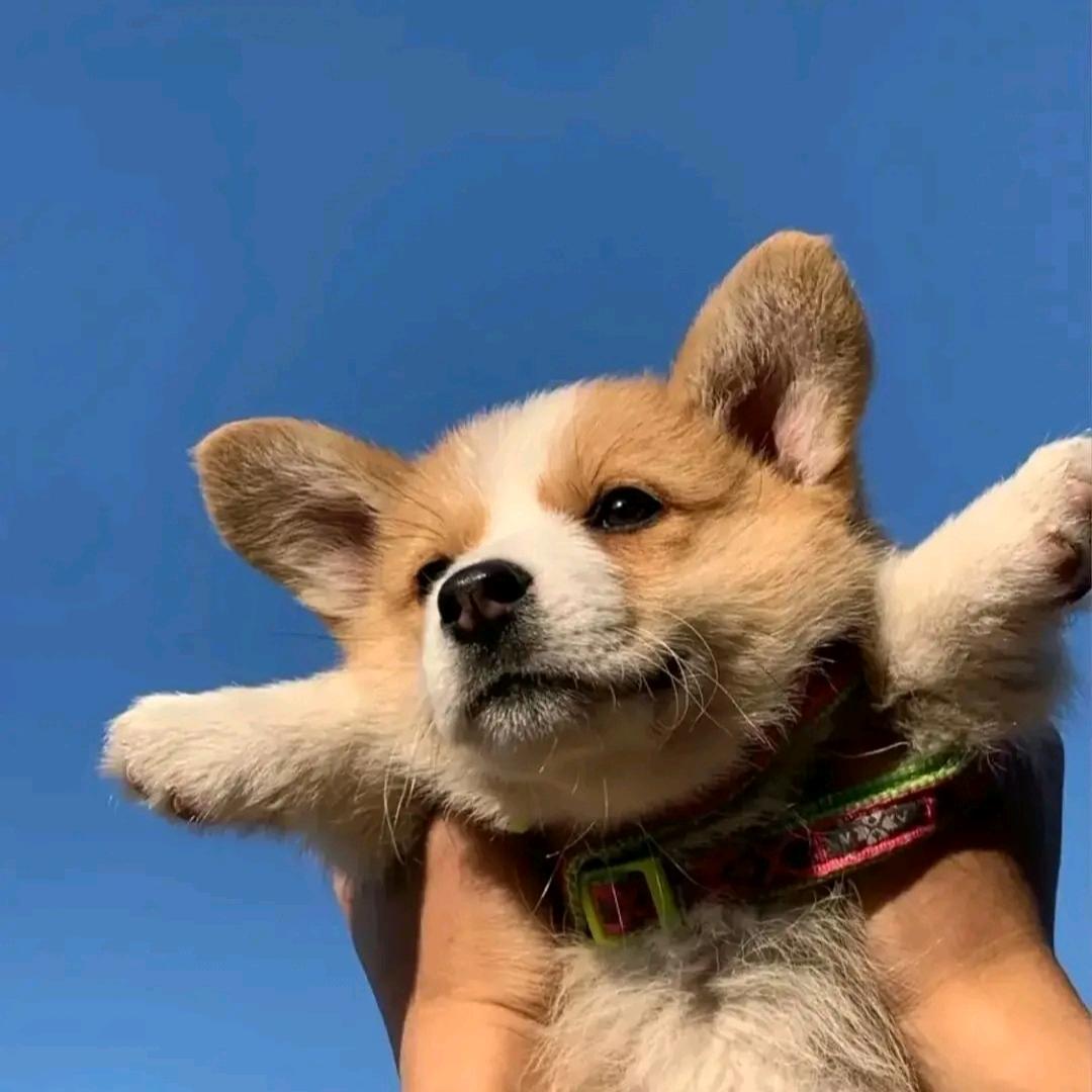 Y—7
