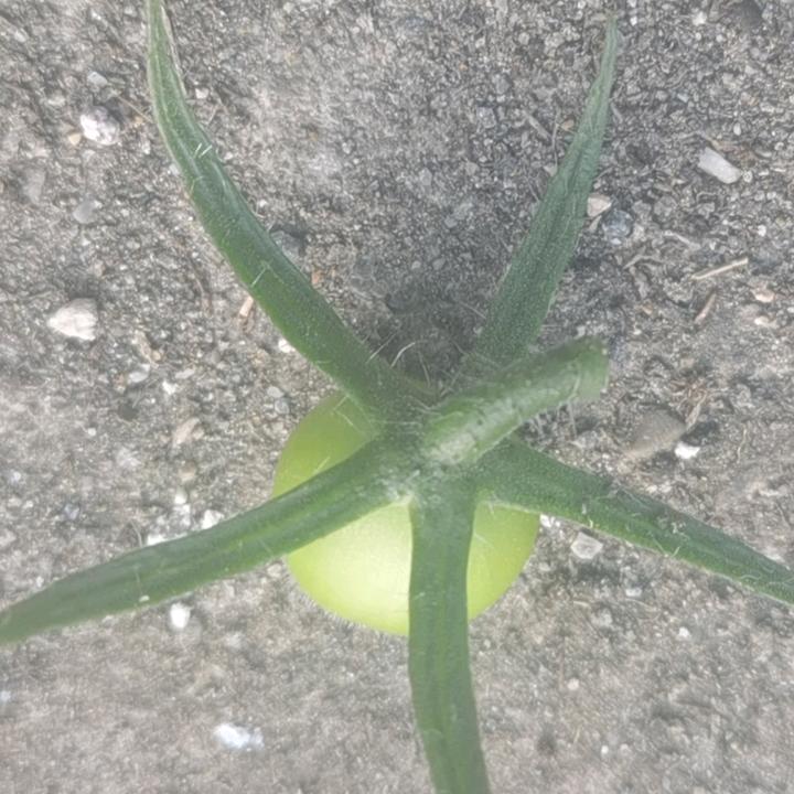 糊涂