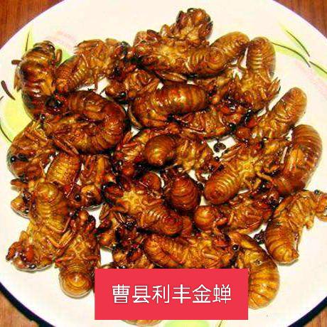 利丰芦笋金蝉养殖孵化基地