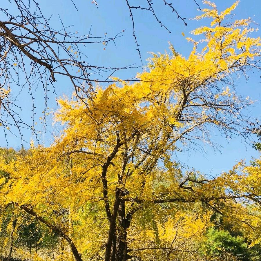 星宝宠物服务中心（鄂州总店）