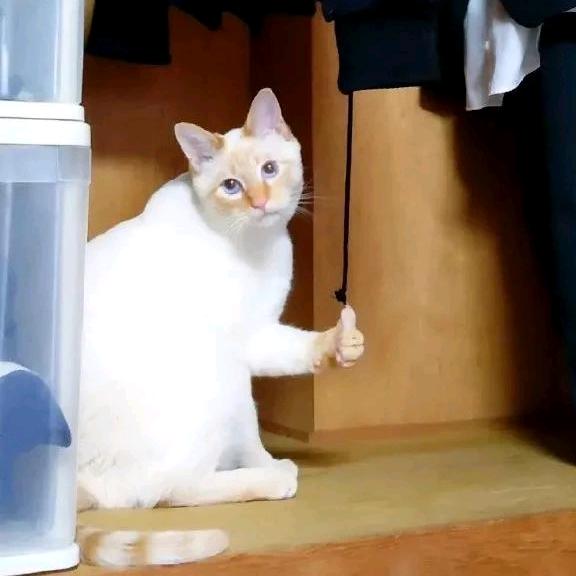 张先生