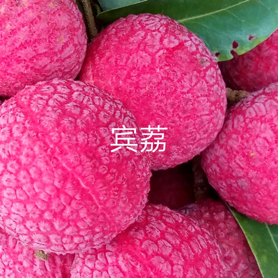 荔龙果品种植农场