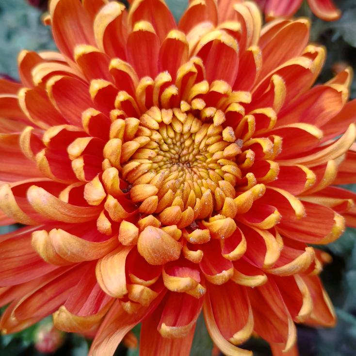 佑路花卉