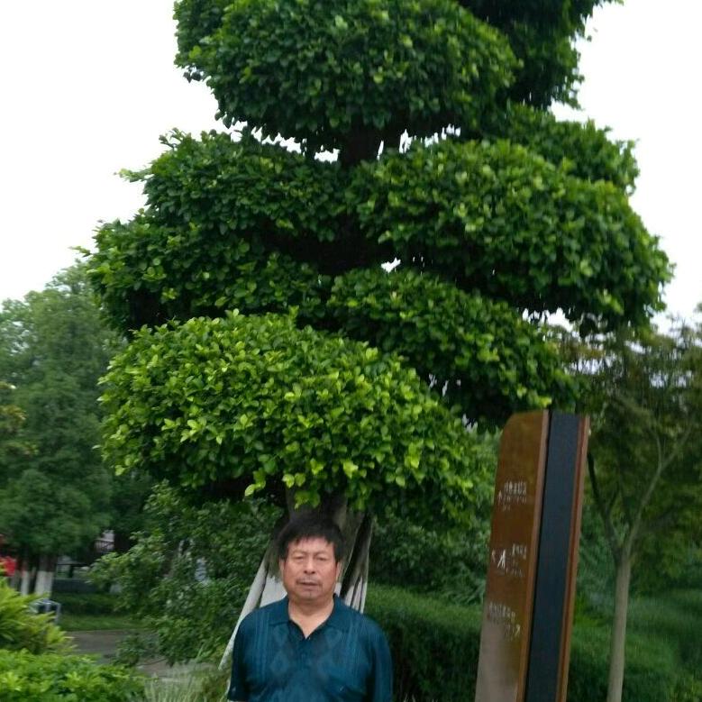 sichuansuini33