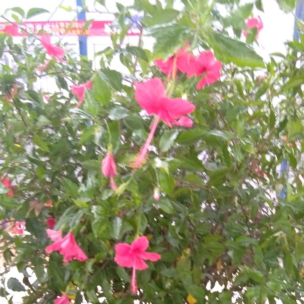 开心