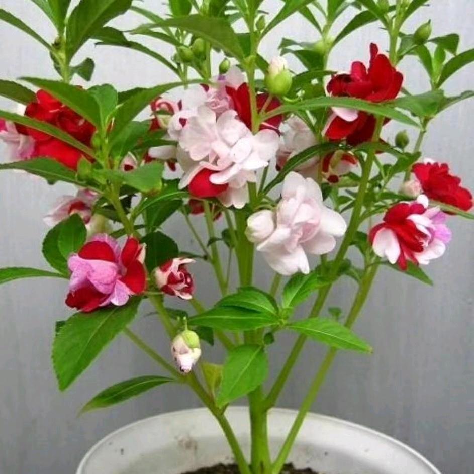 龙游天下