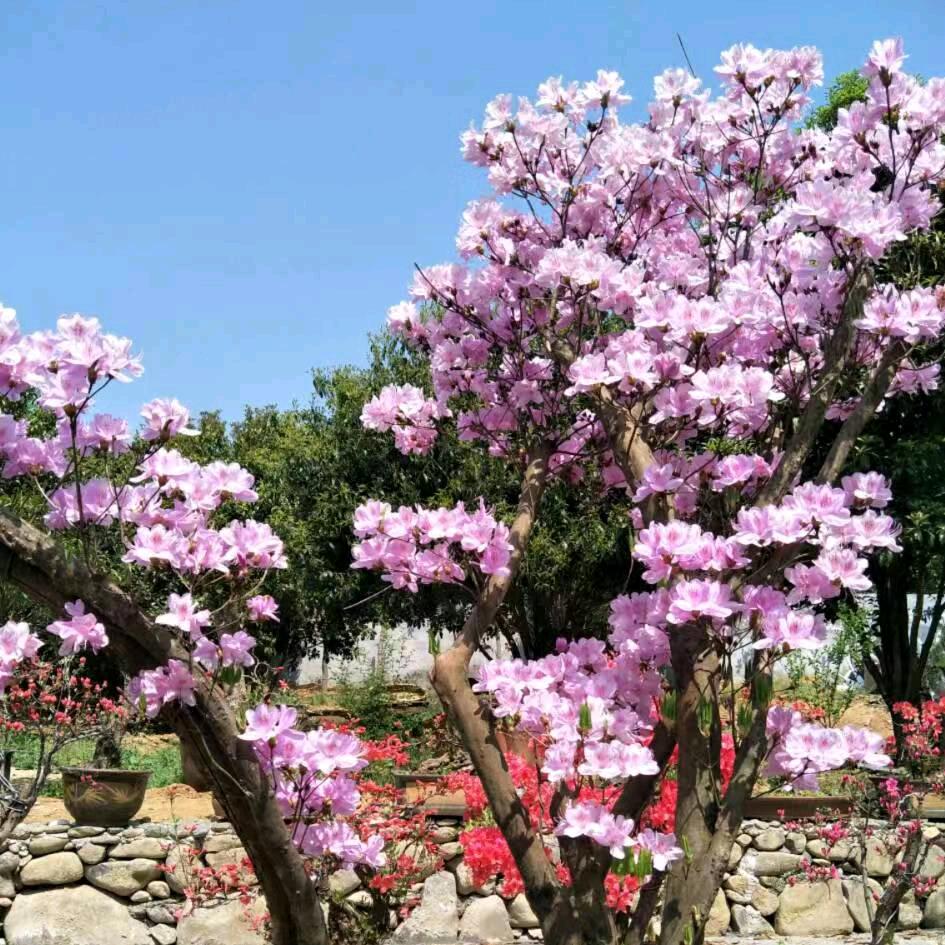 小经