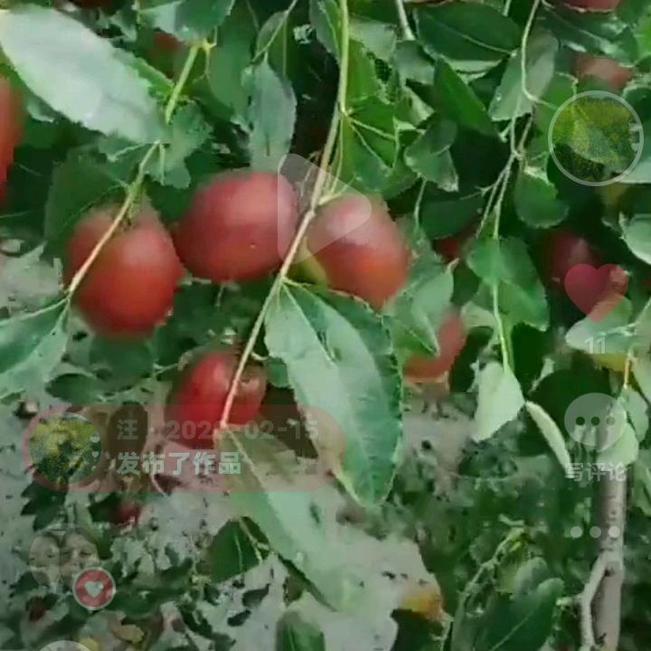 汪