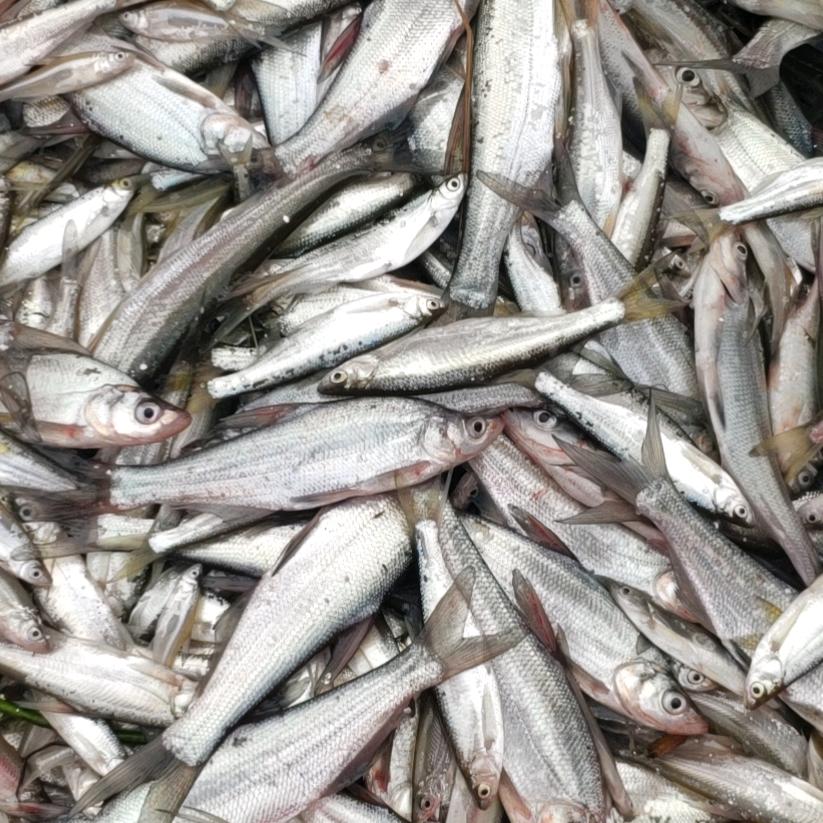 上官专业扑杂鱼🐟和小白鱼