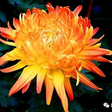 菊