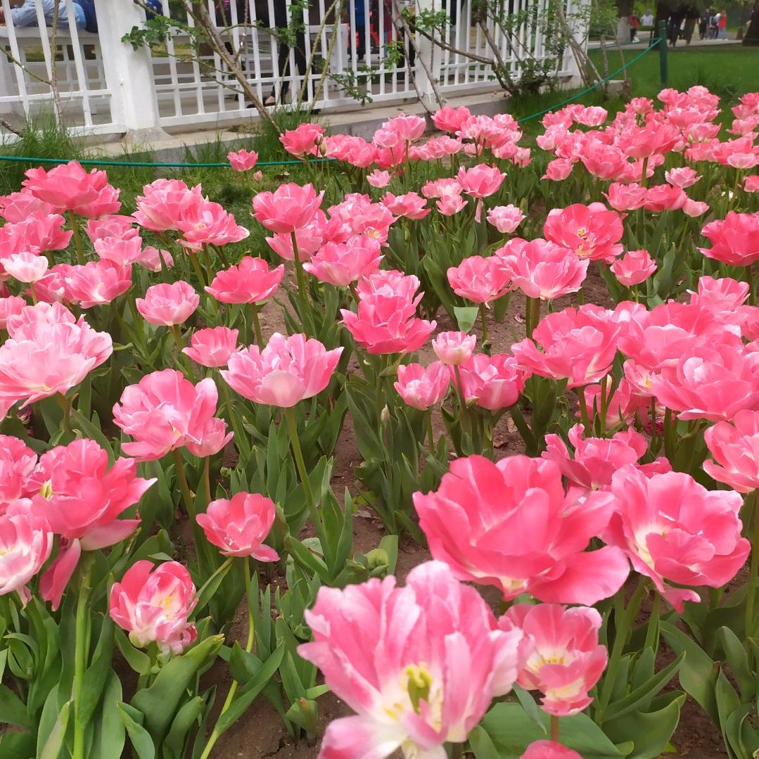 蝶恋花