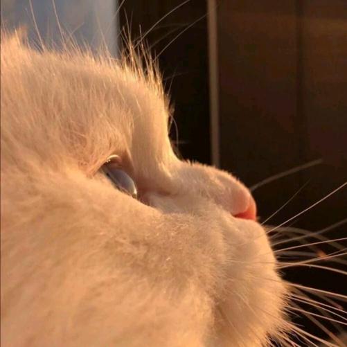 叶二三