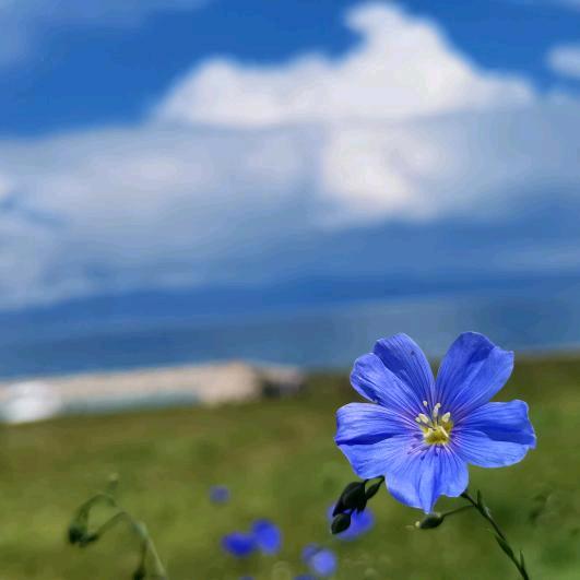 宁静（大漠哥🎤助力号周五，六晚9：10