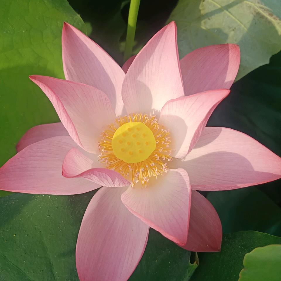 缘来是妳