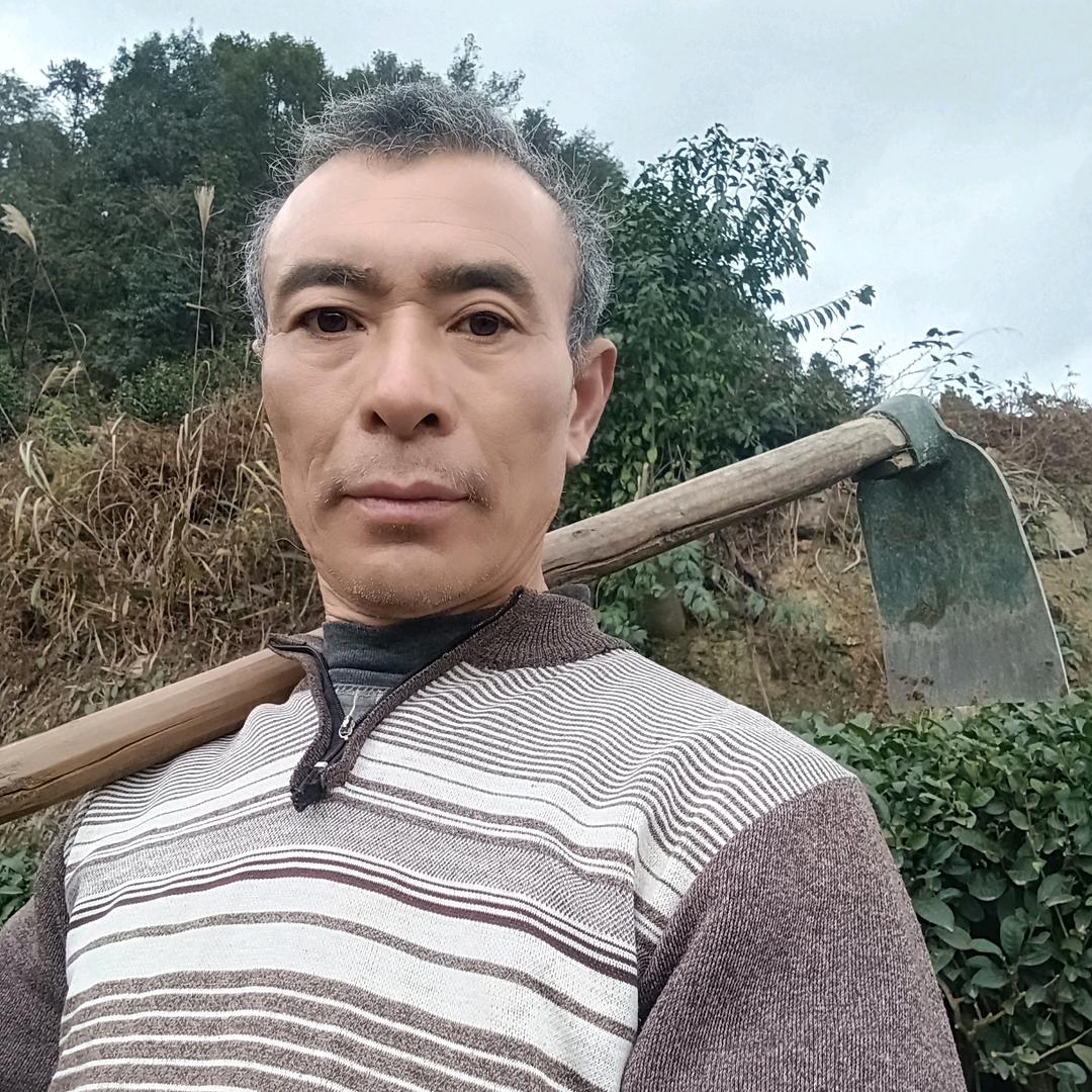 茶山情