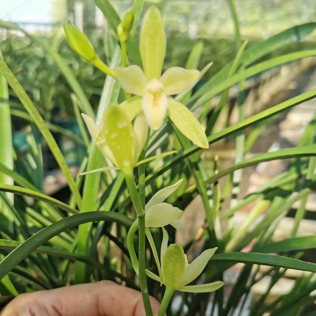 顺源兰花