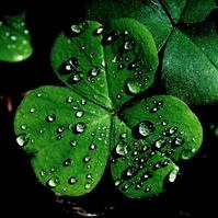 💞꧔ꦿ᭄一叶暴富꧔ꦿ࿐้