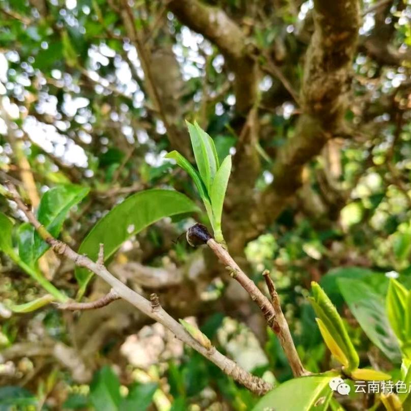 老谢古树茶8737590481508