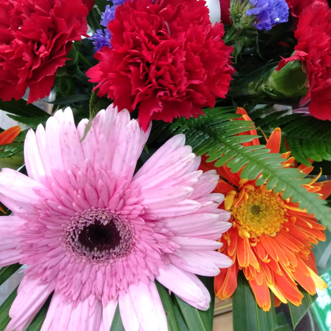 凤姐(绿鲜团队)