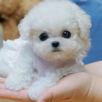 江山犬业