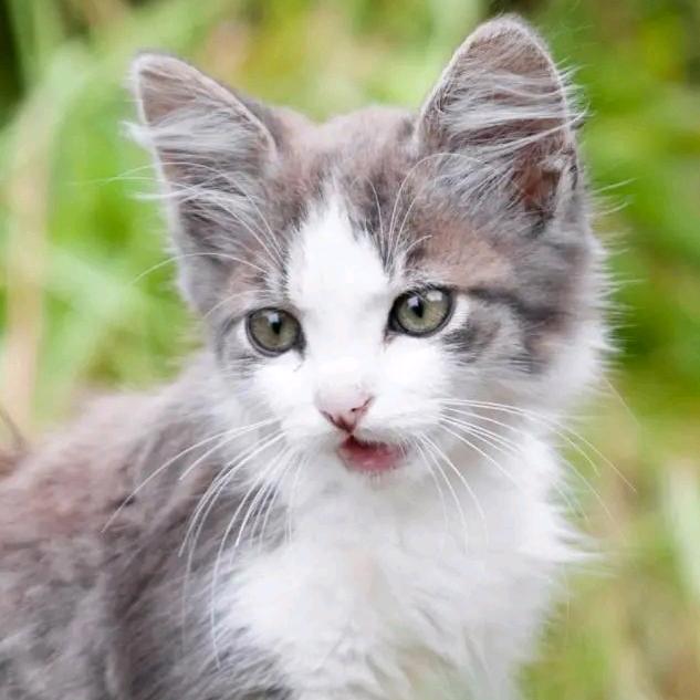 我这不是胖，是幸福在膨胀