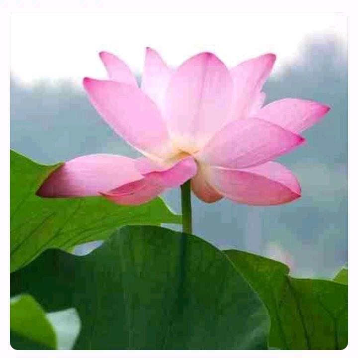 🙏菩提花开🙏