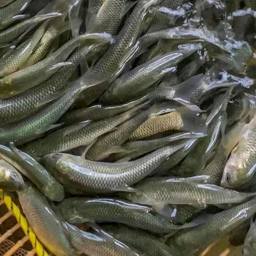 莲珠鱼苗批发
