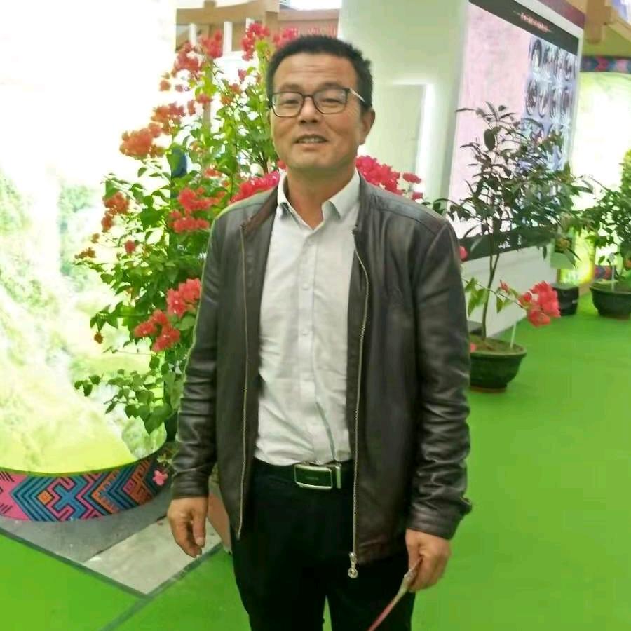 宏哥月季