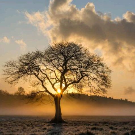 追日（手机摄影）