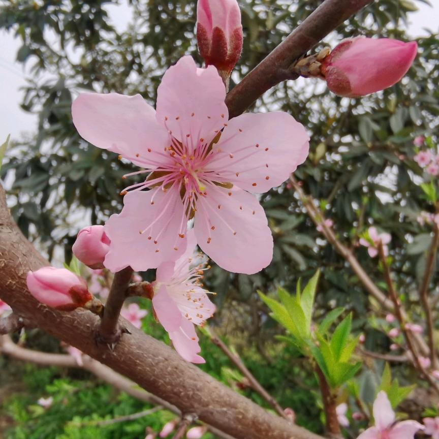 雨落倾城