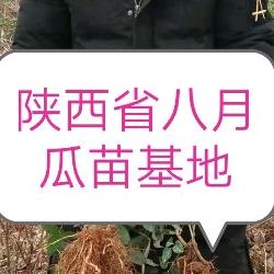 农艺师幸福好运