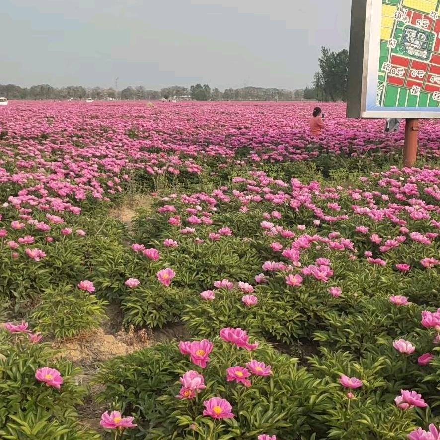 1215990446魏岗中药材交易市场