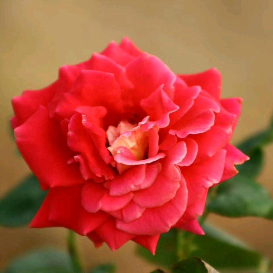 凤凰（拒绝私聊）