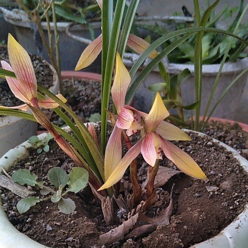 务川装修哥（每天晚上7:30直播）