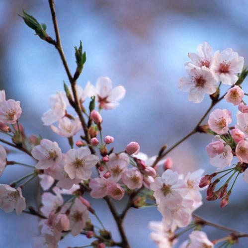 ❀春天❀头像