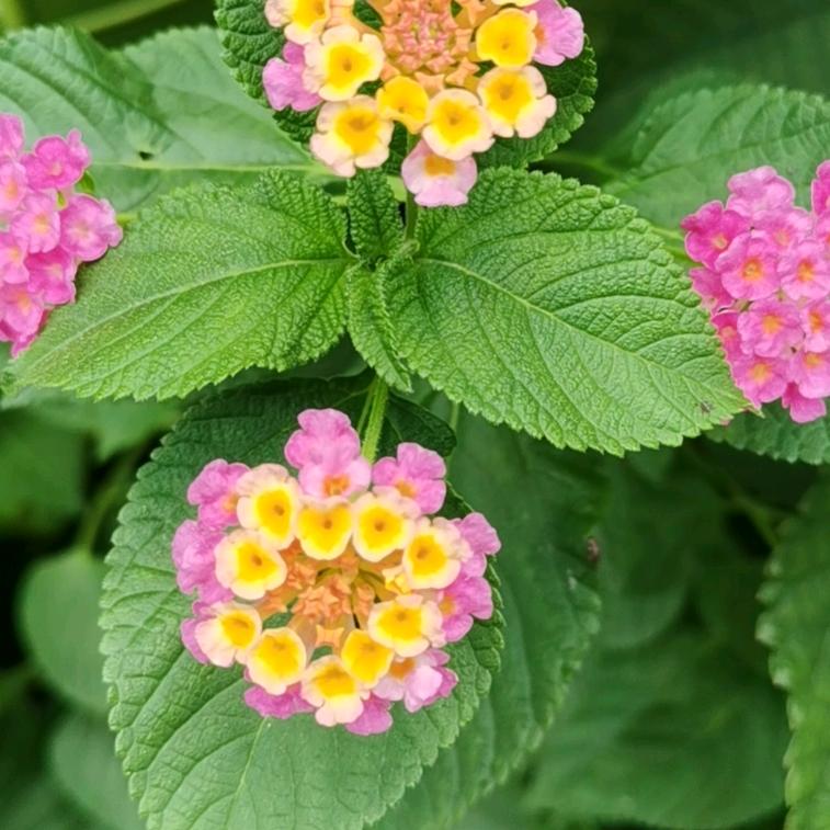 佛山专业生产美体内衣不锈钢骨