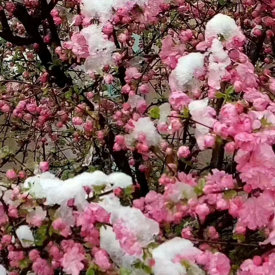 沈阳市浑南区莲花香炖鱼馆