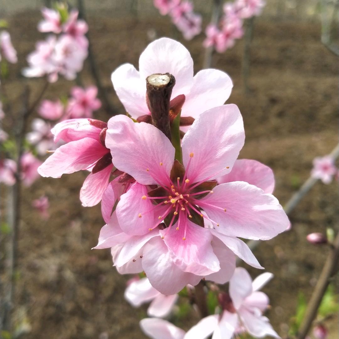 冰糖葫芦