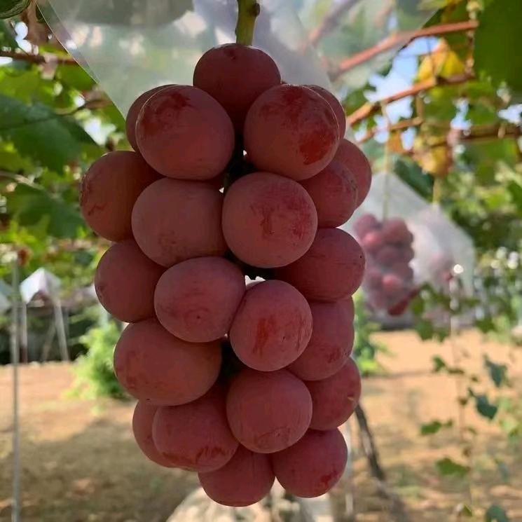 董衍明-葡萄科学水肥管理！