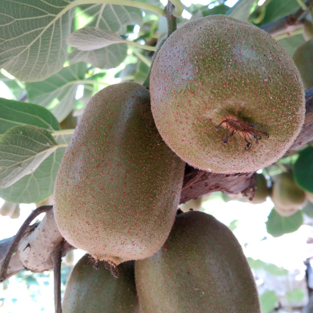 麻庄村一顺心顺意😊